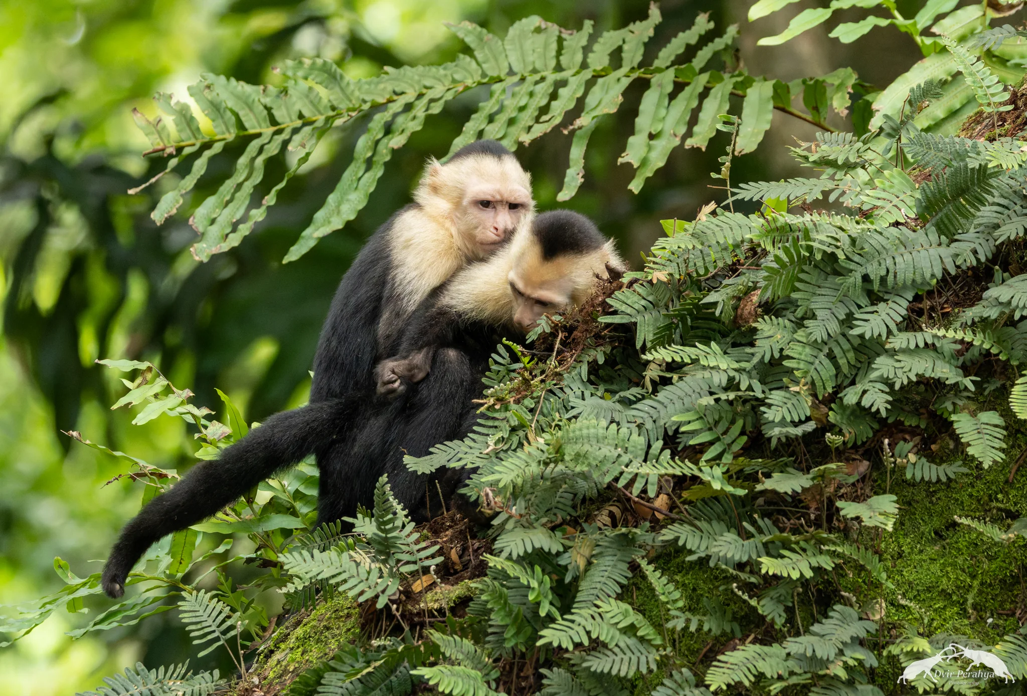 Capuchin monkey, Monteverde